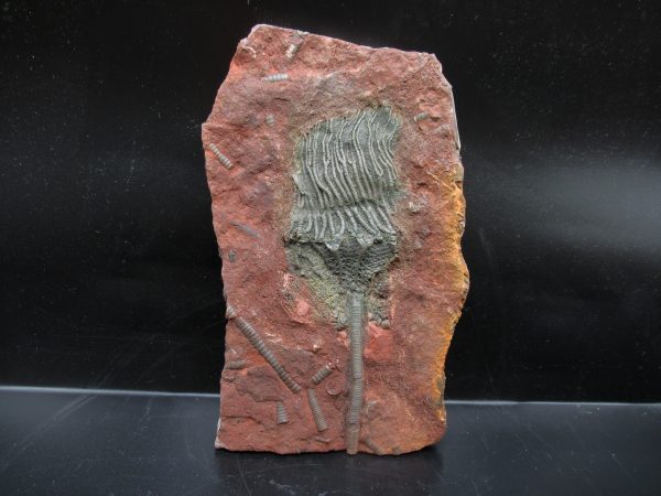 Morocco Scyphocrinites Crinoid Plate #15