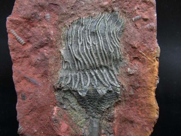 Morocco Scyphocrinites Crinoid Plate #15 - Image 2