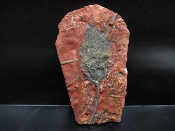 Morocco Scyphocrinites Crinoid Plate #17