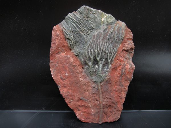 Morocco Scyphocrinites Crinoid Plate #18