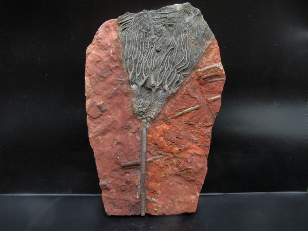 Morocco Scyphocrinites Crinoid Plate #19