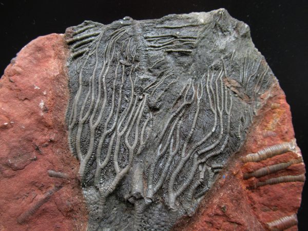 Morocco Scyphocrinites Crinoid Plate #19 - Image 2