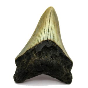 Genuine Miocene Age Megalodon Shark Tooth Fossil for Sale from South Carolina #46