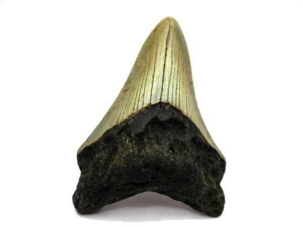 Genuine Miocene Age Megalodon Shark Tooth Fossil for Sale from South Carolina #46