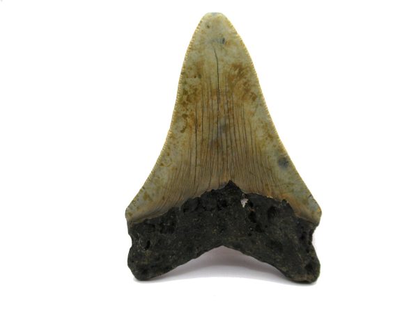 Genuine Miocene Age Megalodon Shark Tooth Fossil for Sale from South Carolina #46a