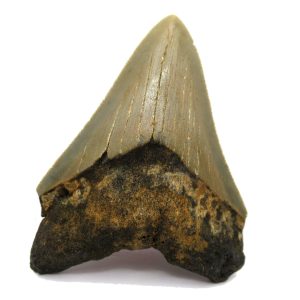 Genuine Miocene Age Megalodon Shark Tooth Fossil for Sale from South Carolina #47