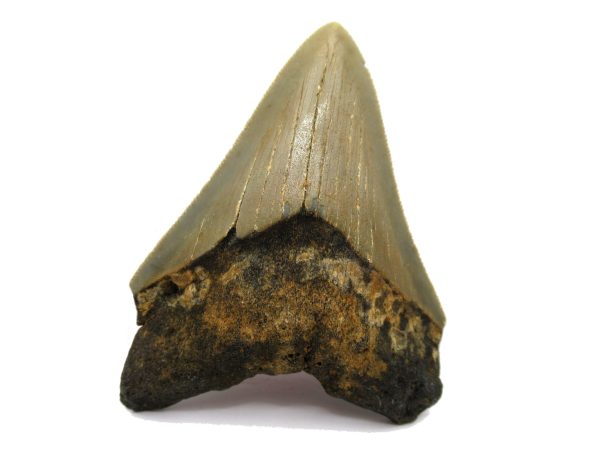 Genuine Miocene Age Megalodon Shark Tooth Fossil for Sale from South Carolina #47