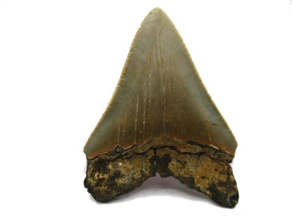 Genuine Miocene Age Megalodon Shark Tooth Fossil for Sale from South Carolina #47a