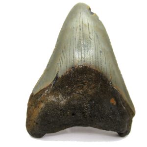 Genuine Miocene Age Megalodon Shark Tooth Fossil for Sale from South Carolina #48