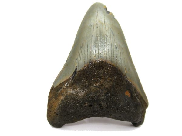 Genuine Miocene Age Megalodon Shark Tooth Fossil for Sale from South Carolina #48