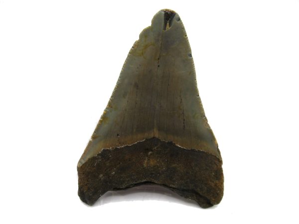 Genuine Miocene Age Megalodon Shark Tooth Fossil for Sale from South Carolina #48a