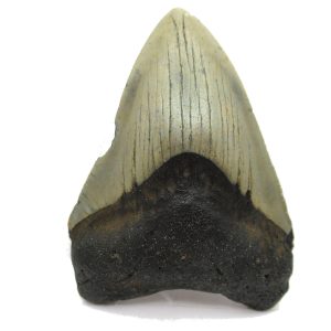 Genuine Miocene Age Megalodon Shark Tooth Fossil for Sale from South Carolina #49