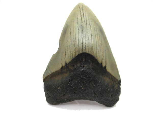 Genuine Miocene Age Megalodon Shark Tooth Fossil for Sale from South Carolina #49