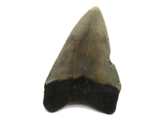 Genuine Miocene Age Megalodon Shark Tooth Fossil for Sale from South Carolina #49a