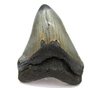 Genuine Miocene Age Megalodon Shark Tooth Fossil for Sale from South Carolina #50