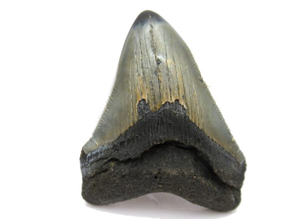 Genuine Miocene Age Megalodon Shark Tooth Fossil for Sale from South Carolina #50