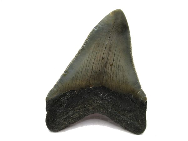 Genuine Miocene Age Megalodon Shark Tooth Fossil for Sale from South Carolina #50a