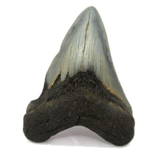 Genuine Miocene Age Megalodon Shark Tooth Fossil for Sale from South Carolina #51