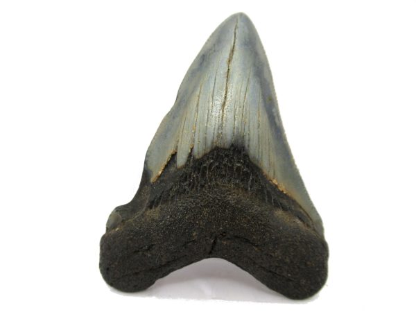 Genuine Miocene Age Megalodon Shark Tooth Fossil for Sale from South Carolina #51