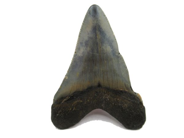 Genuine Miocene Age Megalodon Shark Tooth Fossil for Sale from South Carolina #51a