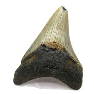 Genuine Miocene Age Megalodon Shark Tooth Fossil for Sale from South Carolina #52