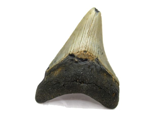 Genuine Miocene Age Megalodon Shark Tooth Fossil for Sale from South Carolina #52