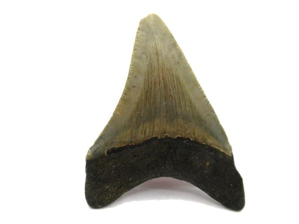 Genuine Miocene Age Megalodon Shark Tooth Fossil for Sale from South Carolina #52a