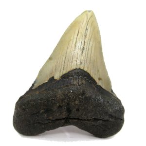 Genuine Miocene Age Megalodon Shark Tooth Fossil for Sale from South Carolina #53