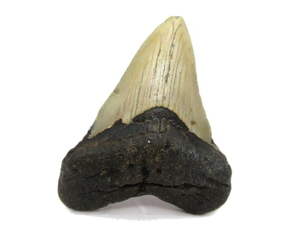 Genuine Miocene Age Megalodon Shark Tooth Fossil for Sale from South Carolina #53