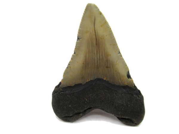 Genuine Miocene Age Megalodon Shark Tooth Fossil for Sale from South Carolina #53a