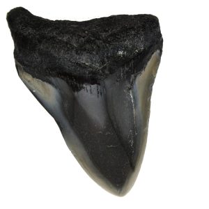 Genuine Miocene Age Megalodon Shark Tooth Fossil for Sale from South Carolina #54