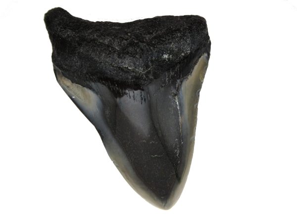 Genuine Miocene Age Megalodon Shark Tooth Fossil for Sale from South Carolina #54