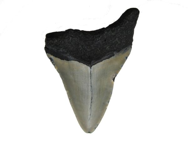 Genuine Miocene Age Megalodon Shark Tooth Fossil for Sale from South Carolina #54a