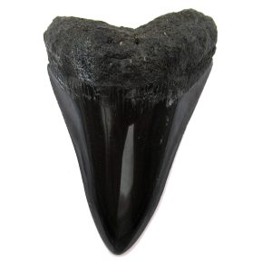 Genuine Miocene Age Megalodon Shark Tooth Fossil for Sale from South Carolina #55