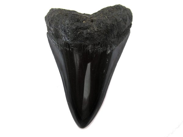 Genuine Miocene Age Megalodon Shark Tooth Fossil for Sale from South Carolina #55