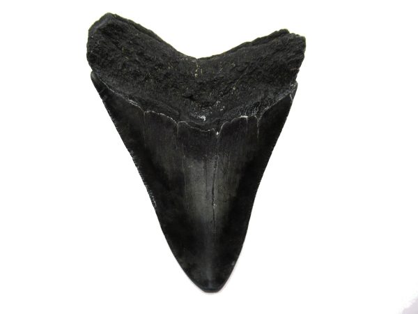 Genuine Miocene Age Megalodon Shark Tooth Fossil for Sale from South Carolina #55a