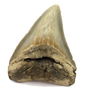 Genuine Miocene Age Megalodon Shark Tooth Fossil for Sale from South Carolina #57