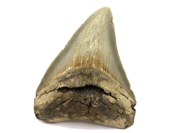 Genuine Miocene Age Megalodon Shark Tooth Fossil for Sale from South Carolina #57