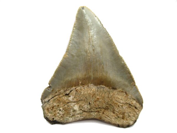 Genuine Miocene Age Megalodon Shark Tooth Fossil for Sale from South Carolina #57a