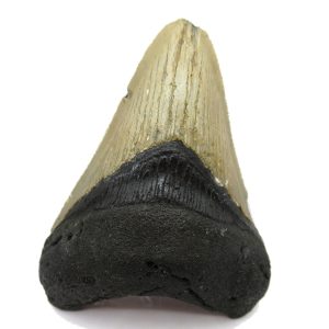 Genuine Miocene Age Megalodon Shark Tooth Fossil for Sale from South Carolina #58