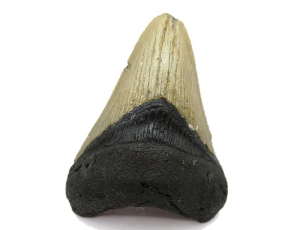 Genuine Miocene Age Megalodon Shark Tooth Fossil for Sale from South Carolina #58