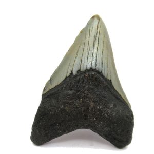 Genuine Miocene Age Megalodon Shark Tooth Fossil for Sale from South Carolina #59