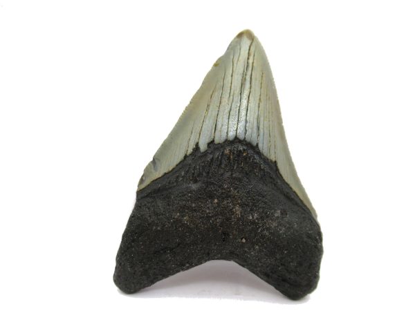 Genuine Miocene Age Megalodon Shark Tooth Fossil for Sale from South Carolina #59