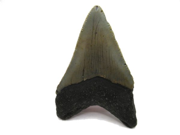 Genuine Miocene Age Megalodon Shark Tooth Fossil for Sale from South Carolina #59a