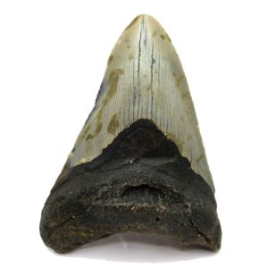 Genuine Miocene Age Megalodon Shark Tooth Fossil for Sale from South Carolina #60