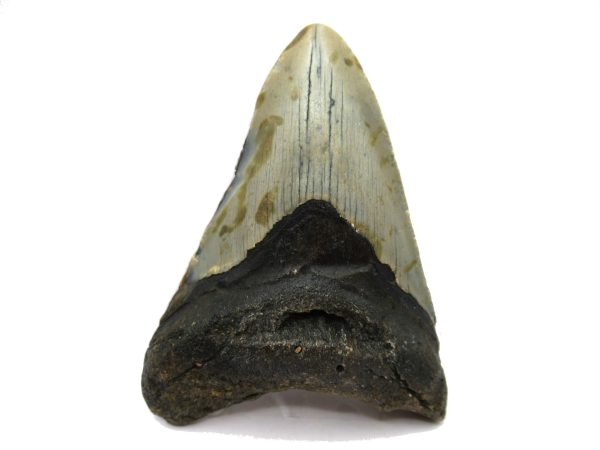 Genuine Miocene Age Megalodon Shark Tooth Fossil for Sale from South Carolina #60