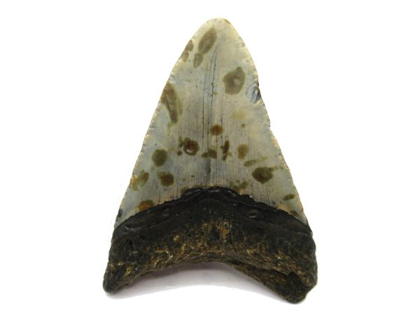 Genuine Miocene Age Megalodon Shark Tooth Fossil for Sale from South Carolina #60a