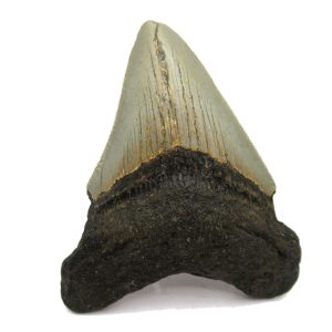 Genuine Miocene Age Megalodon Shark Tooth Fossil for Sale from South Carolina #61