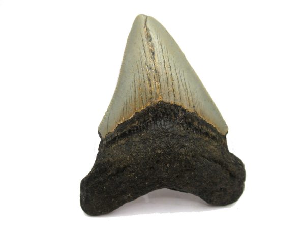 Genuine Miocene Age Megalodon Shark Tooth Fossil for Sale from South Carolina #61