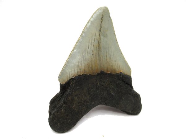 Genuine Miocene Age Megalodon Shark Tooth Fossil for Sale from South Carolina #61a